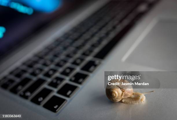 slow snail crawling on laptop - log stockfoto's en -beelden
