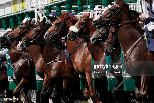 Horses start the 2nd race during day two of the Royal Ascot 2018 meeting at Ascot racecourse on June 20th 2018 in Berkshire