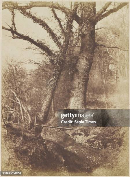 Trees , 1854-57, Salted paper print from paper negative, Image: 30.3 x 22.1 cm , Photographs, Thomas Keith , A surgeon and gynecologist by profession...