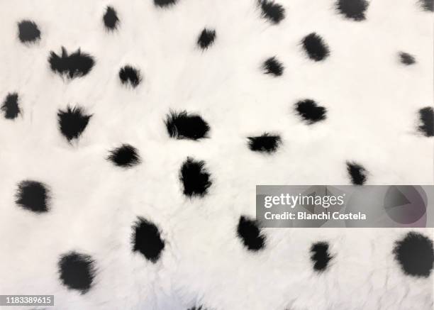 dalmatian skin - dalmatian dog stock pictures, royalty-free photos & images