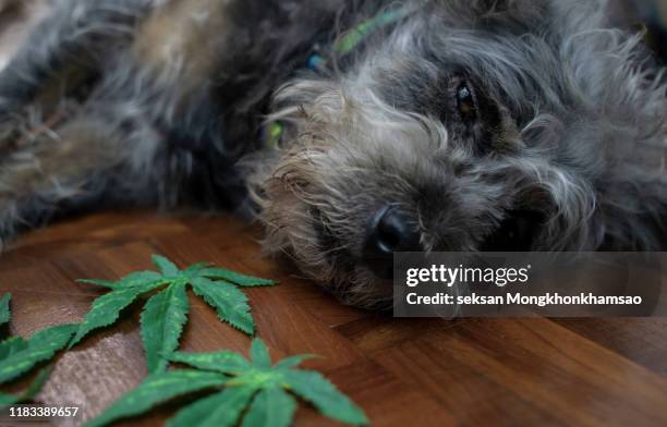 Illustration of Why Dogs Love Weeds Outdoors Organic Matter