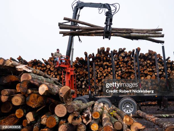 Timber hauler Arnold Blair unloads hardwood logs onto a pile owned by firewood suppler Robert Marble in Charlotte, Vermont on October 22, 2019....