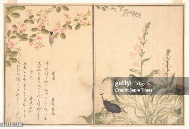 From the Picture Book of Crawling Creatures , Edo period Japan, Page from woodblock-printed book; ink and color on paper, 10 1/2 x 7 7/32 in. ,...