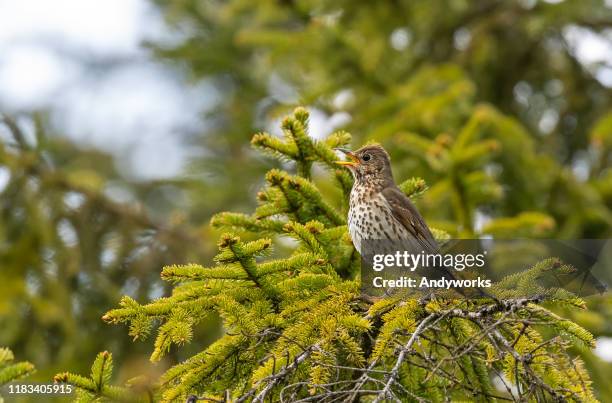 singing song thrush - thrush stock pictures, royalty-free photos & images