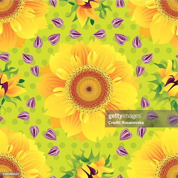 sunflowers - sunflower bud stock illustrations