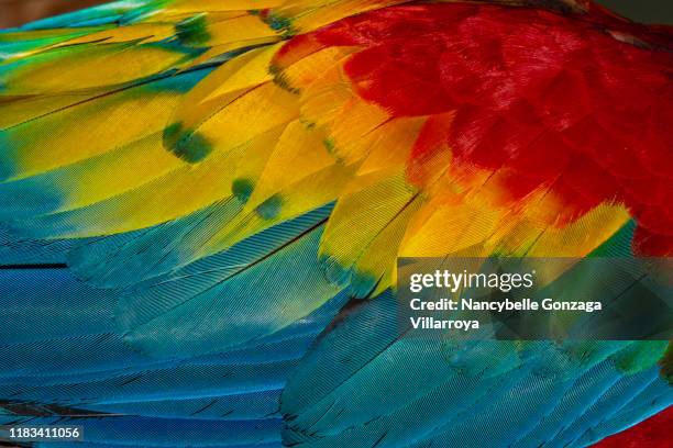 close up of vibrant coloured feathers of green winged macaw - animal colour stock pictures, royalty-free photos & images
