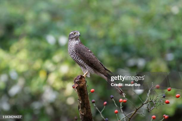 sparrowhawk (accipiter nisus) - sparrowhawk stock pictures, royalty-free photos & images