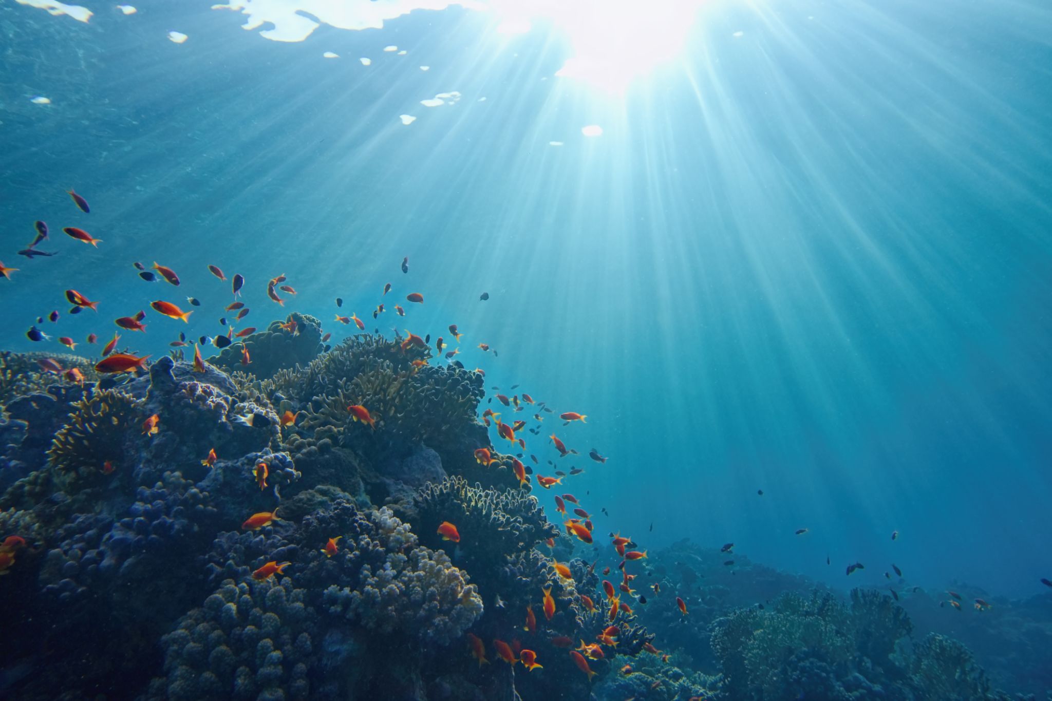 marine life conservation