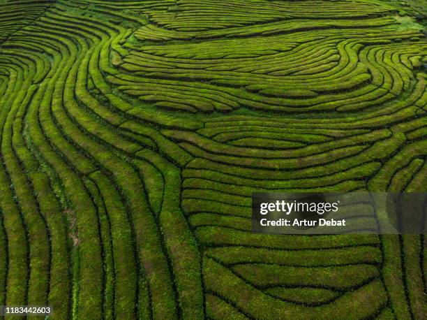 beautiful tea fields formations from drone point of view. - thee gewas stockfoto's en -beelden