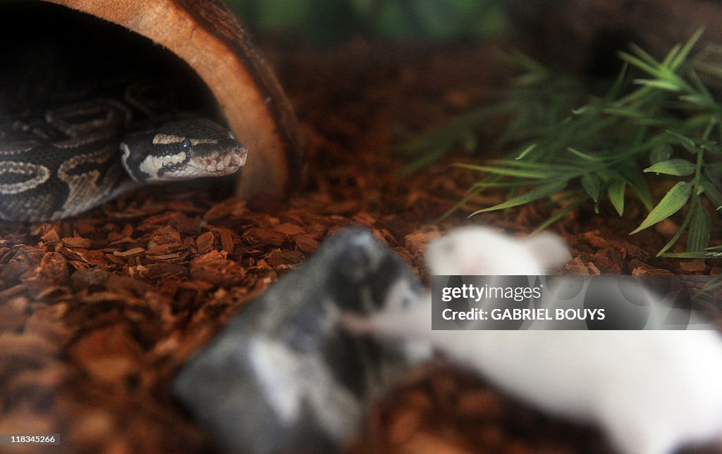 python royal python eating a mouse, ball python,... A Python regius gets ready to eat a mouse in a private house in Los ...