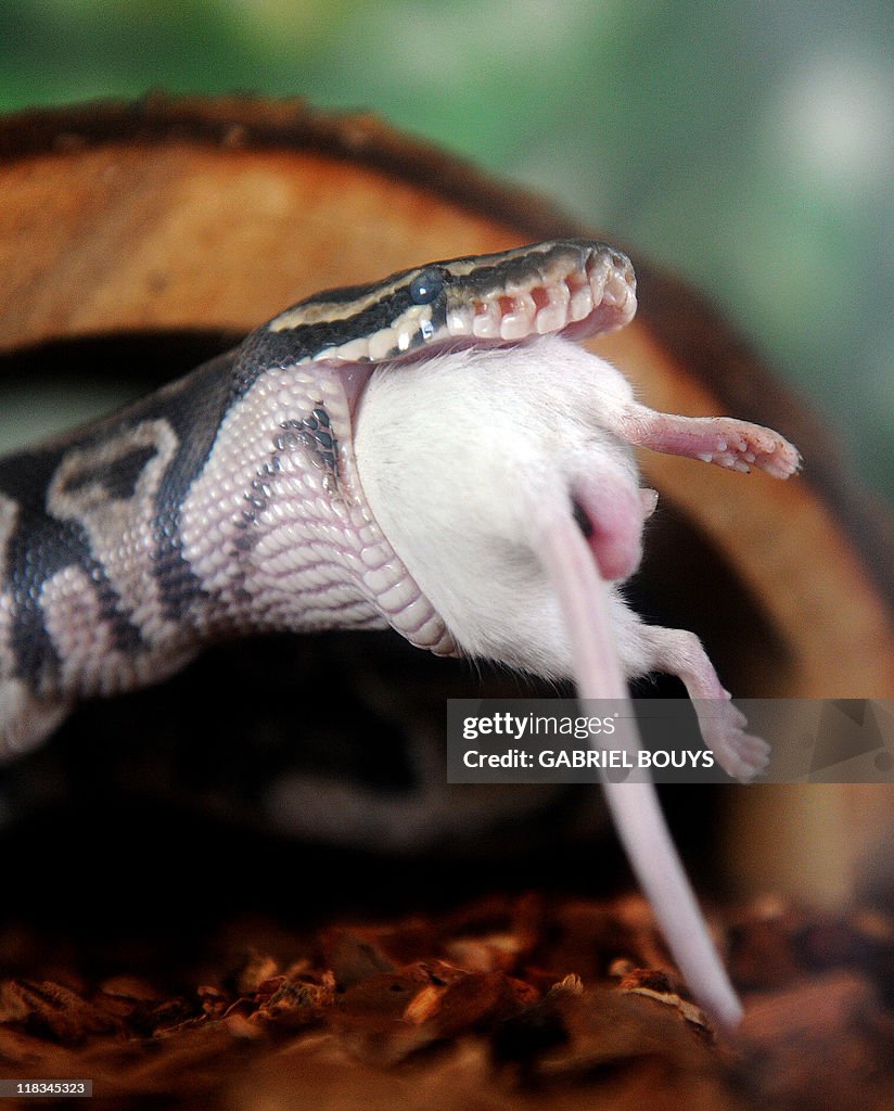 python royal python eating a mouse, ball python,... A Python regius eats a mouse in a private house in Los Angeles,... News ...