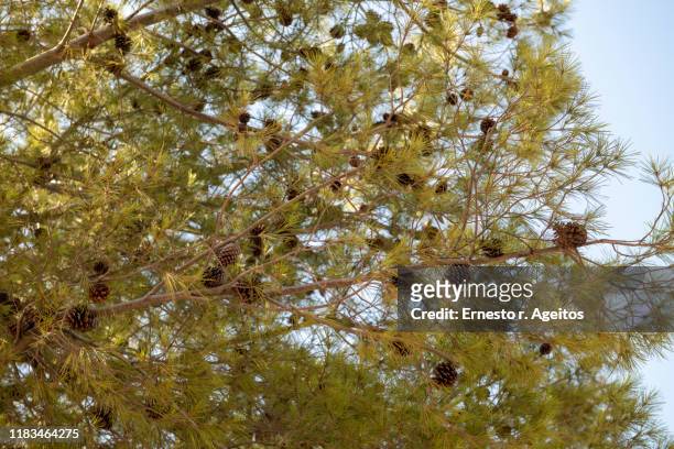 canarian pine tree (pinus canariensis) with hanging pinecones - tejeda fotografías e imágenes de stock