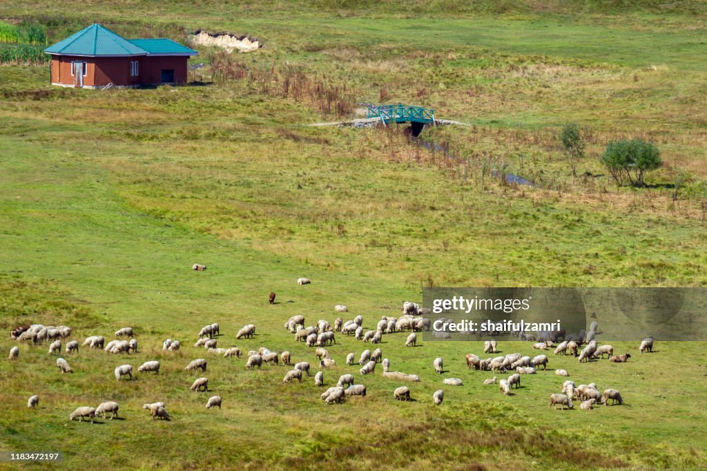 Sheep group flock in grass field on spring sunset at Kashmir, India.