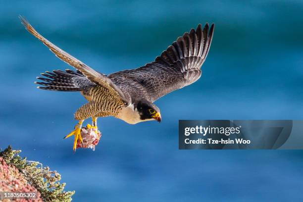 peregrine falcon - peregrine falcon stock-fotos und bilder