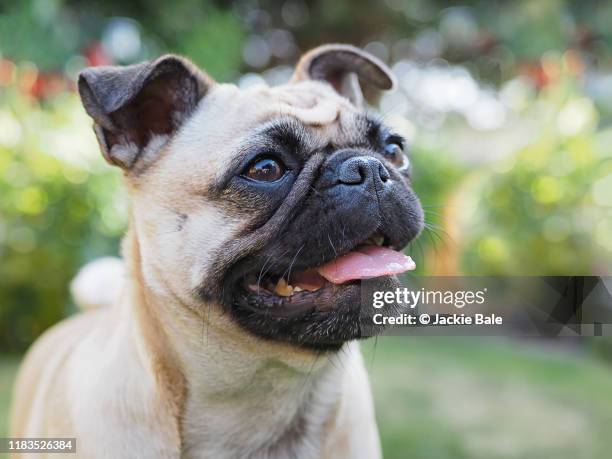 portrait of a pug - pug fotografías e imágenes de stock