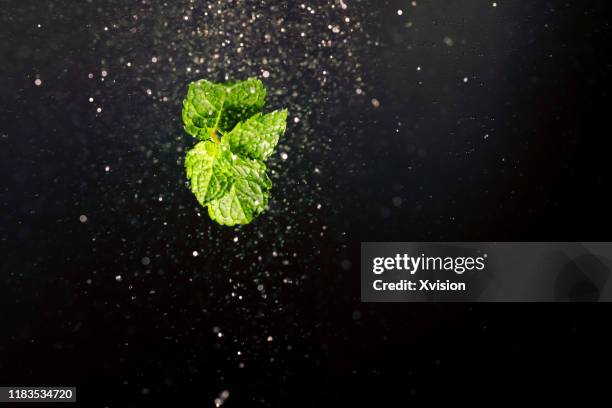 mint leaf with water spray sync in high speed. - aquatic therapy stockfoto's en -beelden