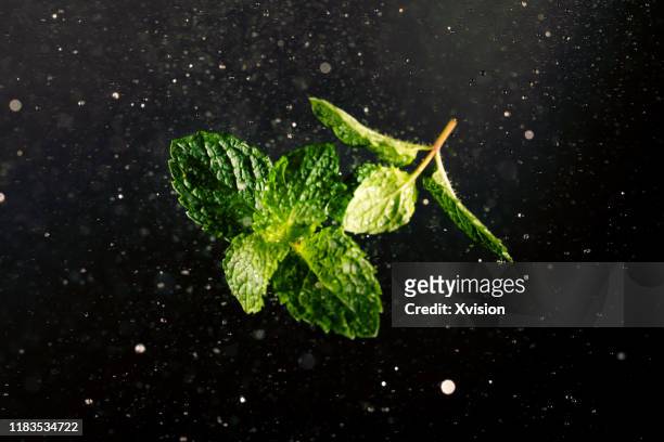 mint leaf with water spray sync in high speed. - aquatic therapy stockfoto's en -beelden