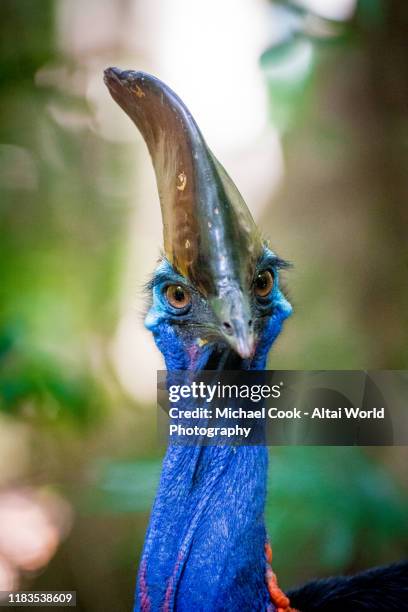 southern cassowary - cassowary stock-fotos und bilder
