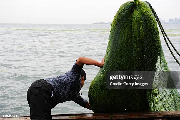 Fisherman cleans up seaweed which has covered a beach on July 5, 2011 in Qingdao, Shandong Province of China. A large area of green seaweed called...