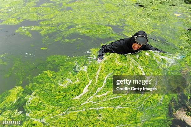 Fisherman cleans up seaweed which has covered a beach on July 6, 2011 in Qingdao, Shandong Province of China. A large area of green seaweed called...