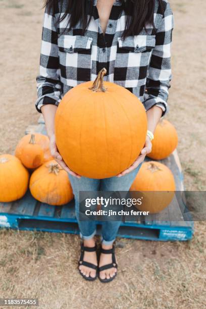 the pumpkin - pumpkin harvest 個照片及圖片檔