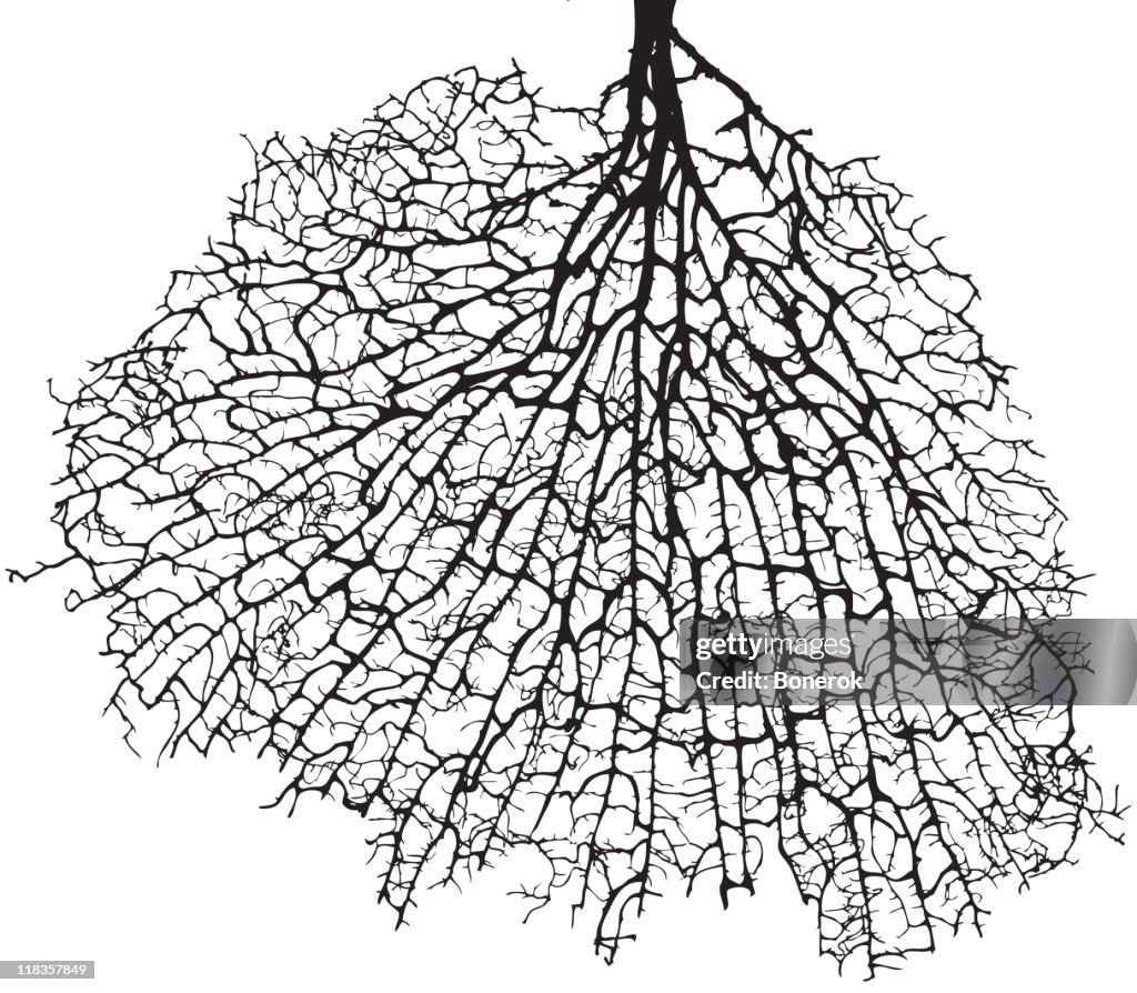 Tree Roots Drawing Png