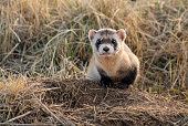 A Federally Endangered Black-footed Ferret on the Plains