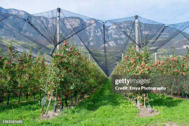 apple orchard in south tyrol, italy - alto adige italy stock pictures, royalty-free photos & images