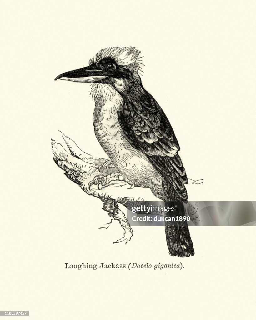 Wildlife, Birds, laughing kookaburra (Dacelo novaeguineae)