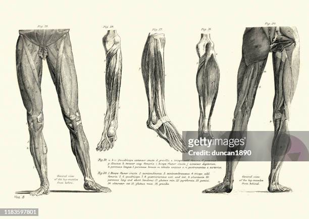 victorian anatomical drawing muscles of the human leg, 19th century - limb body part stock illustrations