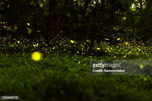 firefly - firefly stock pictures, royalty-free photos & images