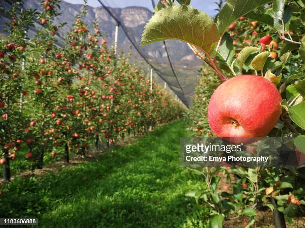 apple orchard in tramin - termeno, south tyrol, italy - südtirol stock-fotos und bilder