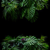 Tropical leaves foliage rainforest plants bush foral arrangement nature frame backdrop on black background.