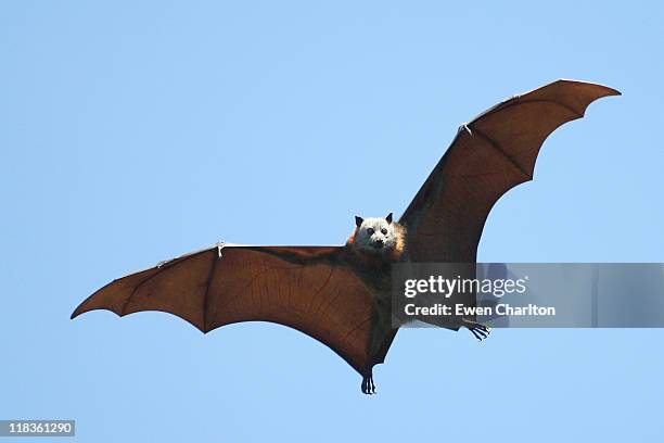 fruit bat - bat mammal stock pictures, royalty-free photos & images