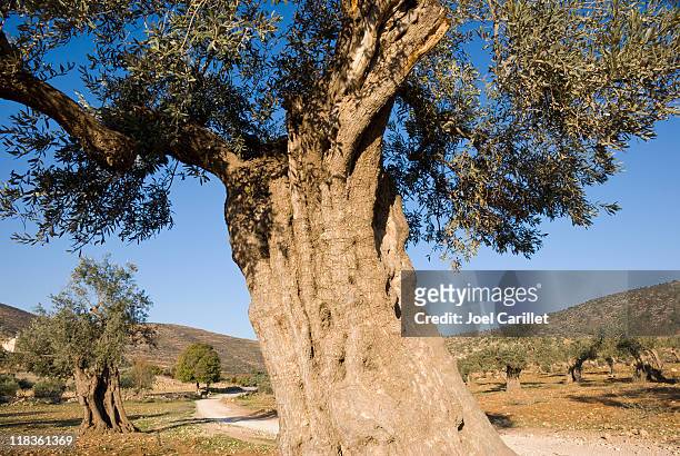 old olive tree in palestine - old olive tree stock pictures, royalty-free photos & images
