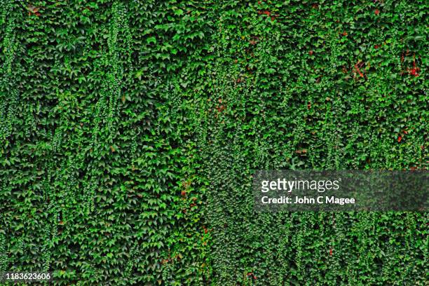 ivy wall - introduced species stock pictures, royalty-free photos & images