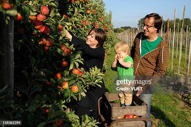 family picking apples in orchard - autumn apple picking stock pictures, royalty-free photos & images