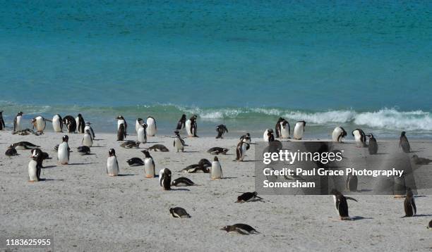 gentoo (pygoscelis papua) and magellanic (spheniscus magellanicus) penguins on beach - magellan penguin stock pictures, royalty-free photos & images