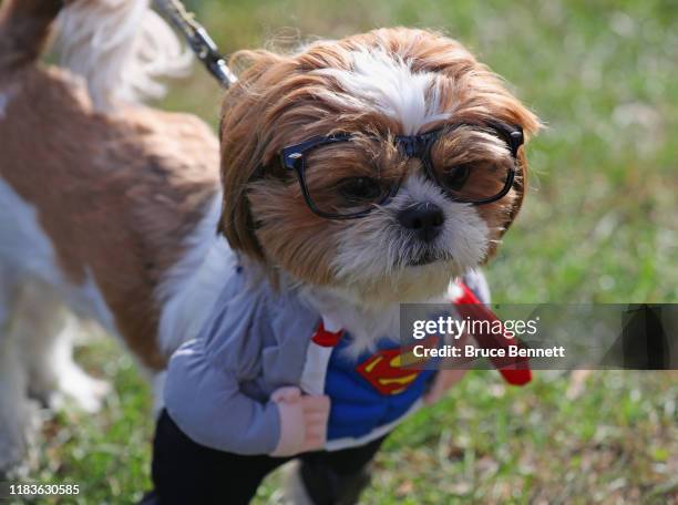 Shih Tzu dog in a Halloween costume parades around Eisenhower Park during Barkfest on October 26, 2019 in East Meadow, New York.
