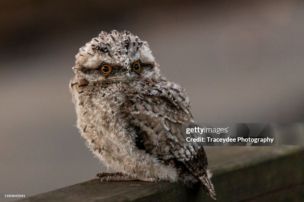 Closeup of a Juvenile Tawny Frogmouth owl