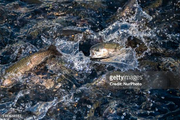 Baby Steelhead trout is fighting for fish food in a pool at the Nimbus Fish Hatchery in Sacramento, California, United States on Sunday, November 17,...