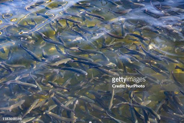 School of baby Chinook salmon are seen in a pool at the Nimbus Fish Hatchery in Sacramento, California, United States on Sunday, November 17, 2019....