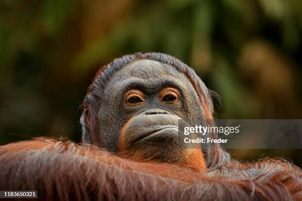 orangotango irritado - pouting - fotografias e filmes do acervo