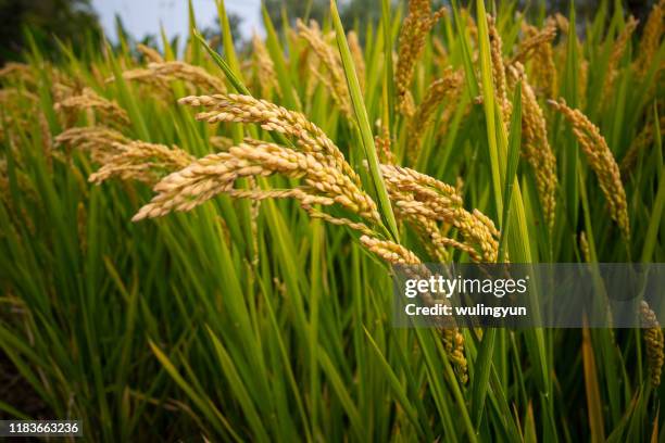 golden rice in autumn - golden rice field stock pictures, royalty-free photos & images