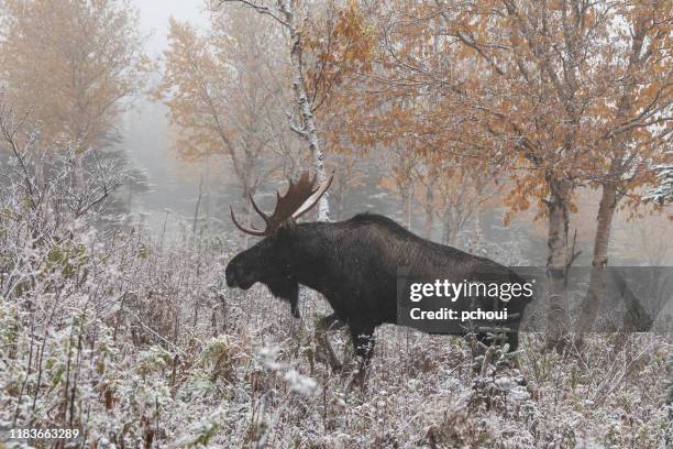 bull moose walking on first snow, alces alces. - white moose stock pictures, royalty-free photos & images