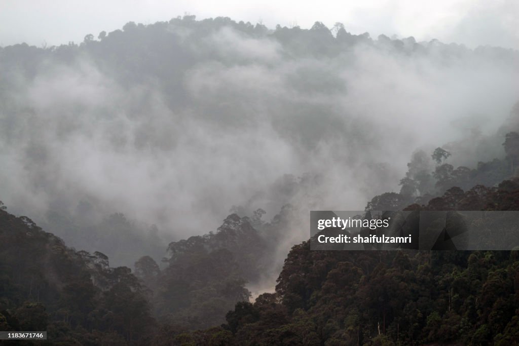 Majestic view of foggy forest at national park.