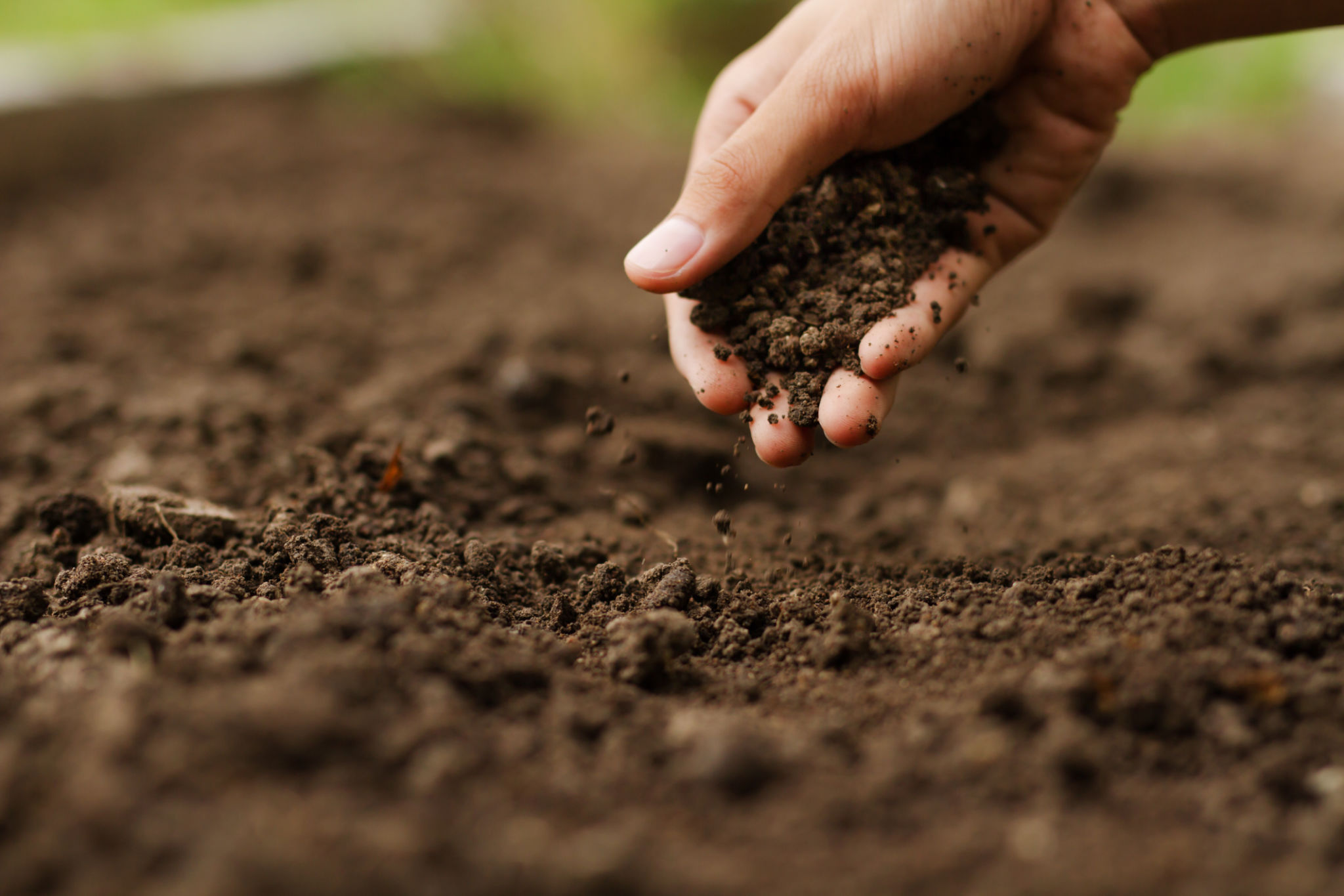 Hand checking soil on ground at vegetable garden Hand checking soil on ground at vegetable garden