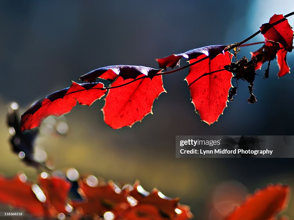 Scarlet red branch