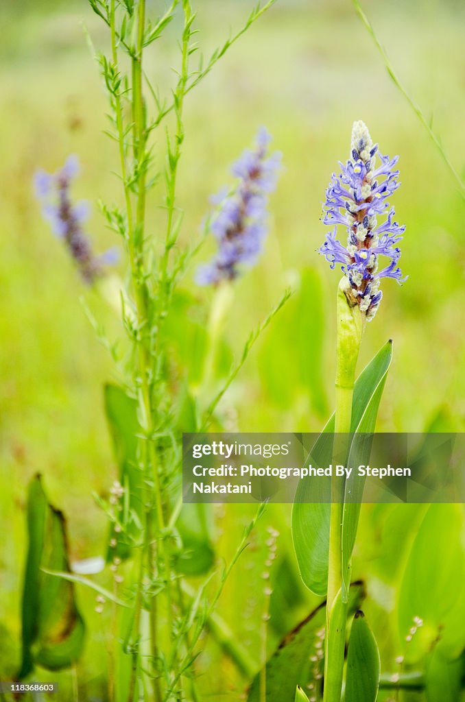 Purple Wildflowers