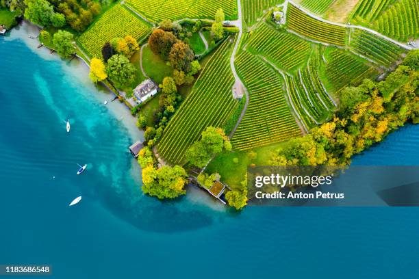 vineyards on the lake thun in the bernese oberland of switzerland - jura suisse photos et images de collection